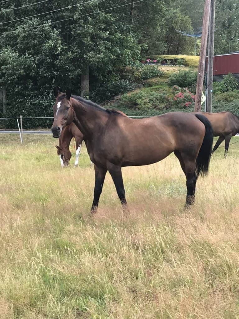 How to correctly approach a horse