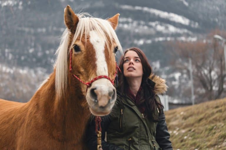 How to behave around horses