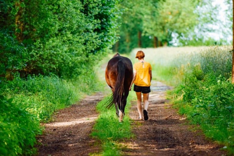 Things to do with your horse when you can't ride